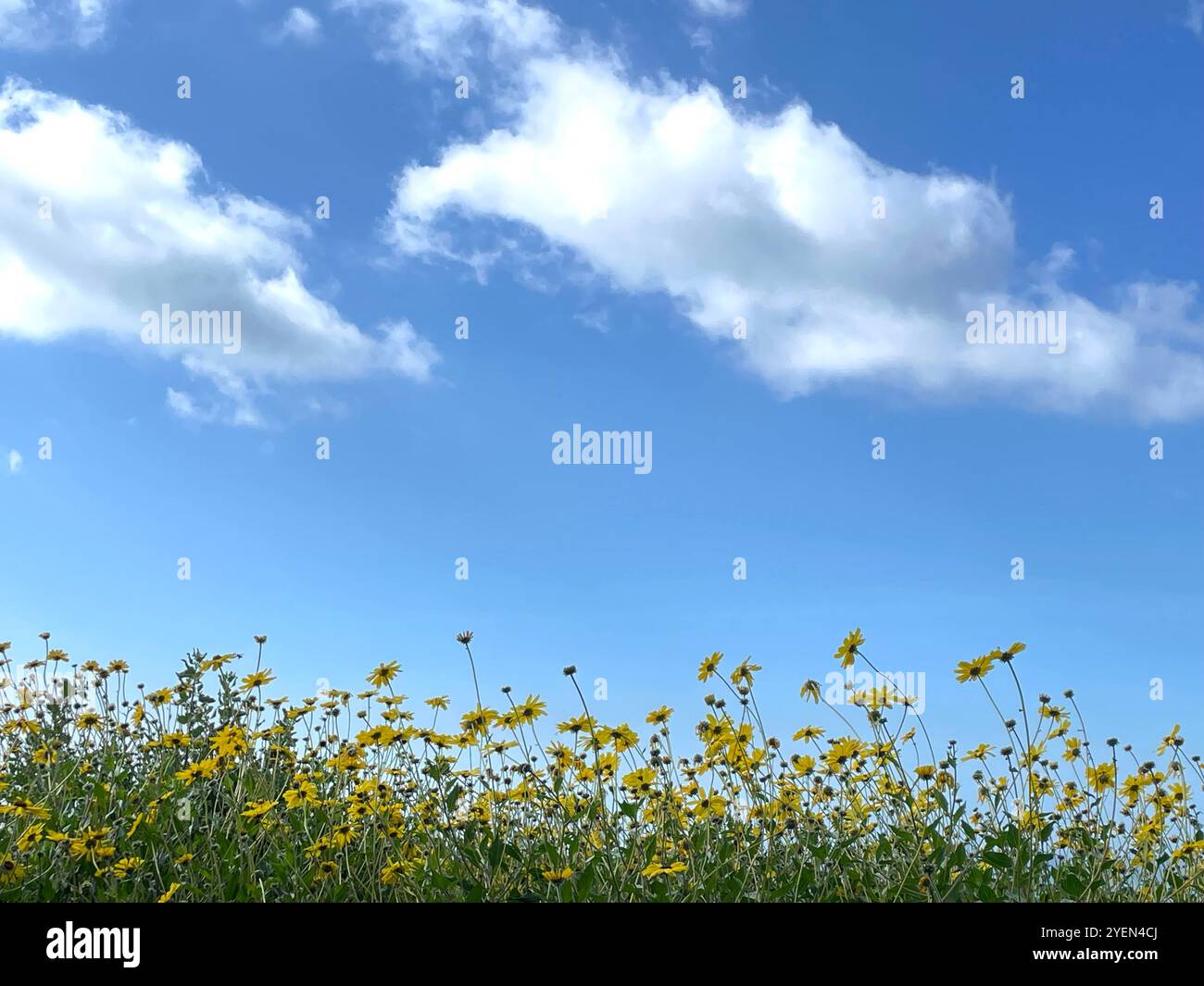 Fiori selvatici gialli in fiore Foto Stock