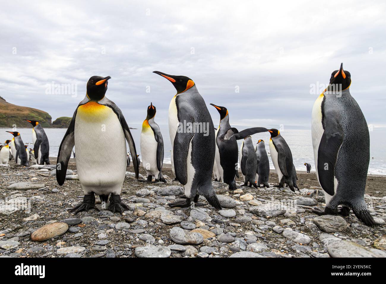 Pinguino re (Aptenodytes patagonicus) che nidifica e nidifica la colonia nella baia di St. Andrews nella Georgia del Sud, nell'Oceano meridionale. PIU' INFORMAZIONI il pinguino re e' Foto Stock