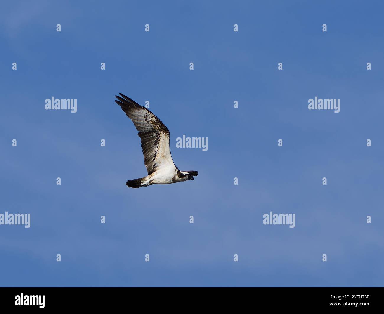 Falco pescatore volante, Pandion haliaetus, noto anche come falco di mare, falco di fiume e falco di pesce. Foto Stock