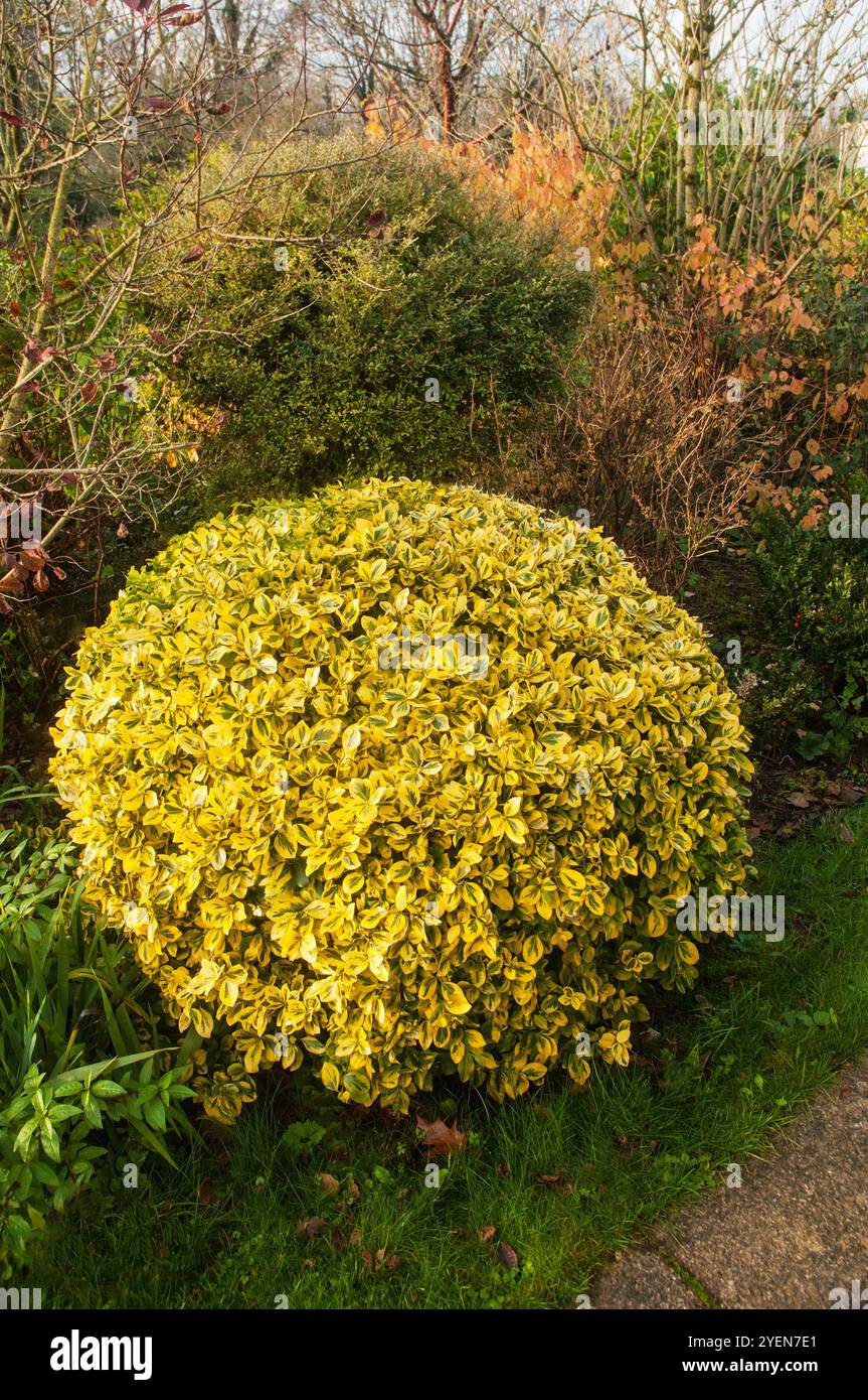 Caprifoglio Lonicera Nitida Baggesens Gold un arbusto sempreverde con foglie gialle brillanti con marcature verdi rifinite a forma di palla Foto Stock