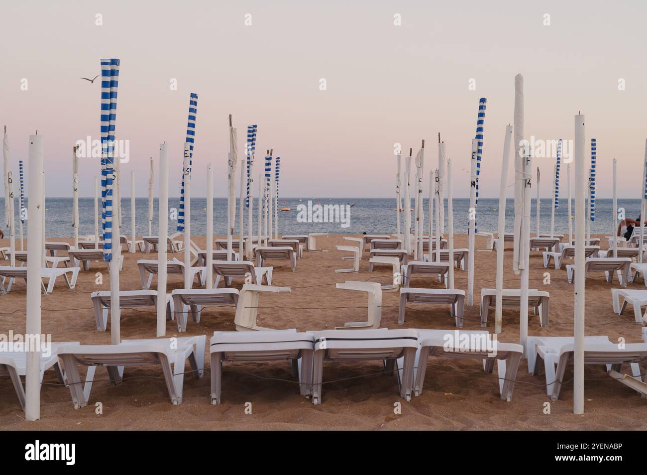 Lettini da spiaggia vuoti e ombrelloni a righe al crepuscolo ad Albufeira, catturando un momento sereno e fuori dal picco del mare Foto Stock