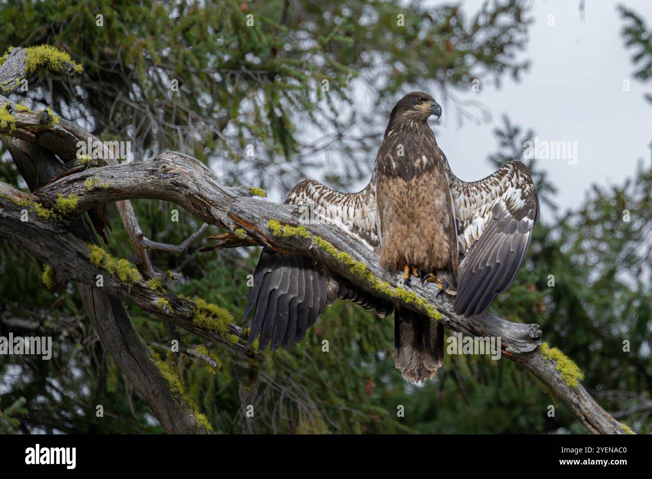 Primo piano di Golden Eagle Foto Stock