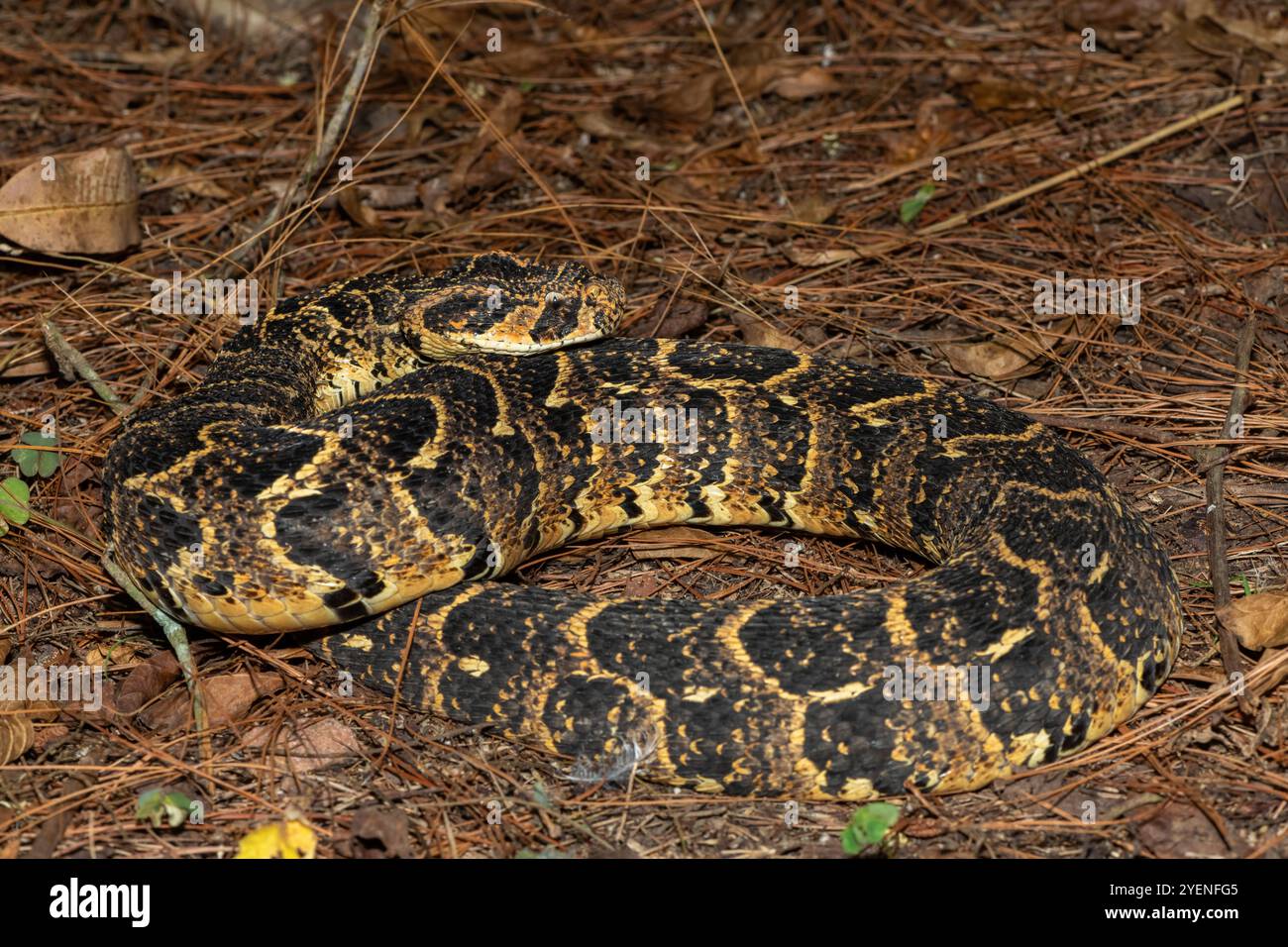 Bella mimetizzazione del potentemente citotossico Puff Adder (Bitis arietans), in natura Foto Stock