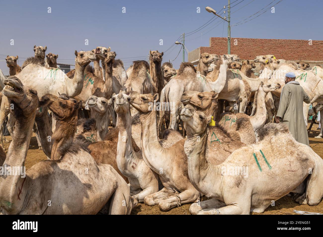 Barqash, Giza, Egitto. 3 marzo 2023. Cammelli al mercato del bestiame di Birqash, in Egitto. Foto Stock