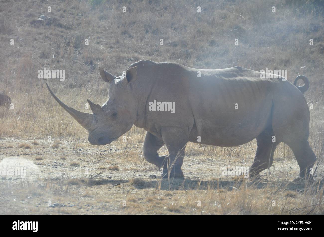 Rhino che cammina nel Bush Foto Stock