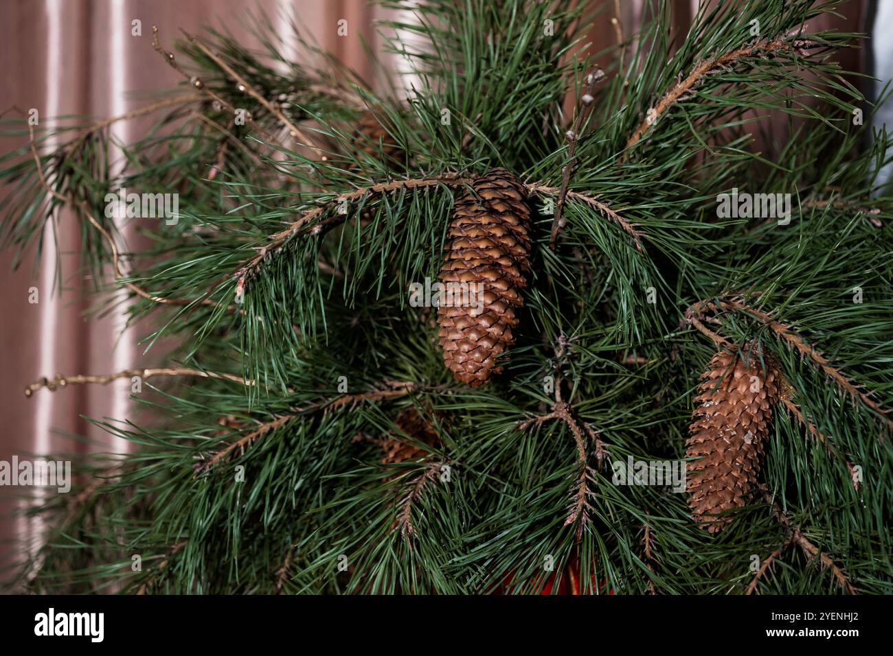 Il cono di pino e la decorazione con ago di pino verde sono splendidamente disposti. Foto Stock