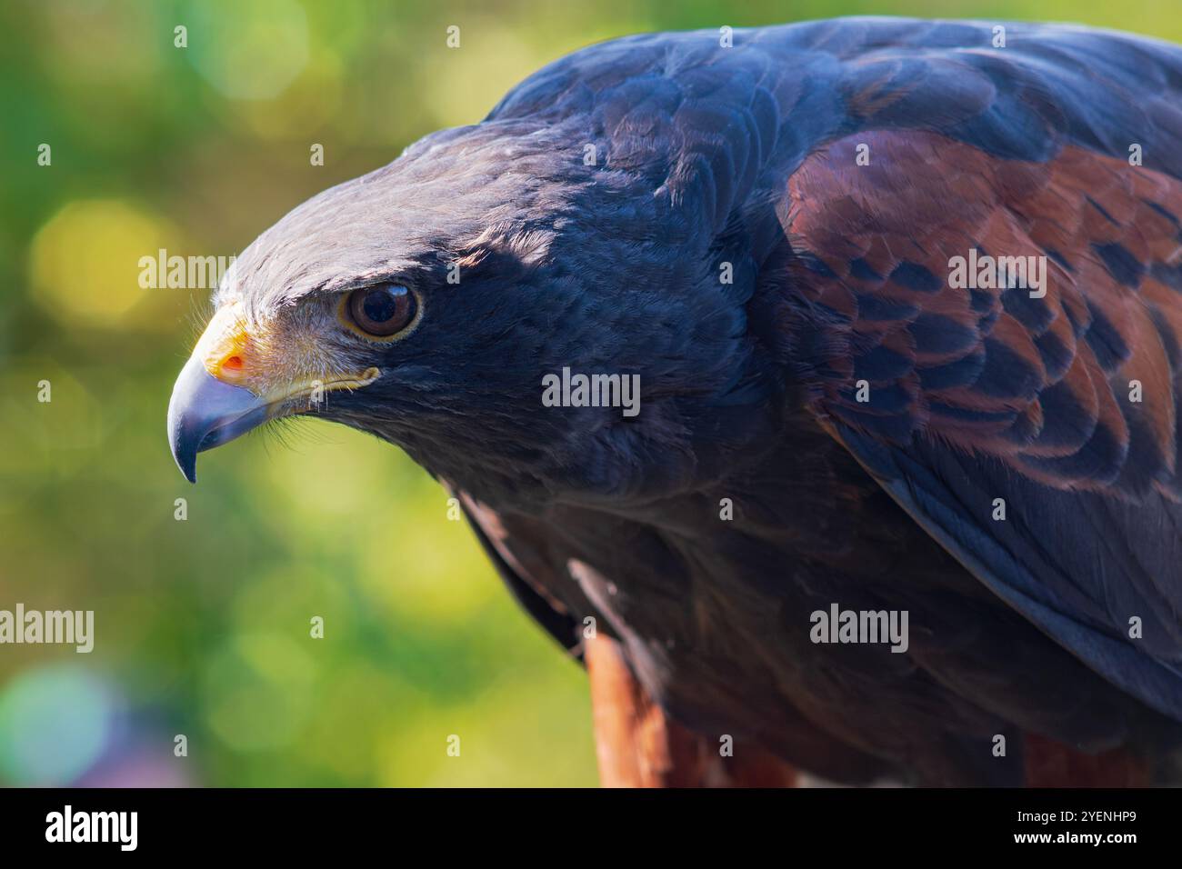 primo piano del falco di harris o parabuteo unicinctus isolato contro il verde mostrando testa e corpo Foto Stock