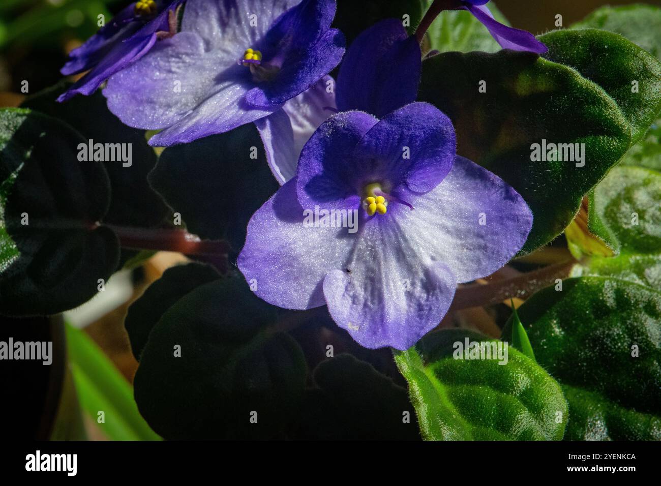 Violette africane Foto Stock