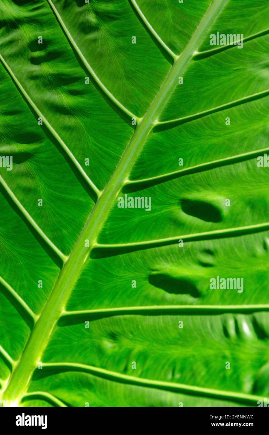 Primo piano della consistenza di foglie verdi tropicali che crescono nella foresta pluviale in Australia per lo sfondo Foto Stock