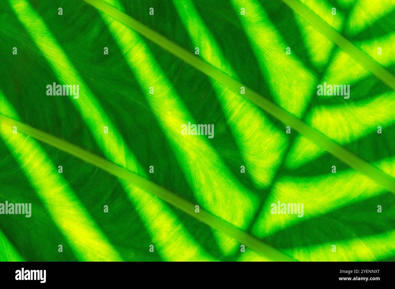 Primo piano della consistenza di foglie verdi tropicali che crescono nella foresta pluviale in Australia per lo sfondo Foto Stock