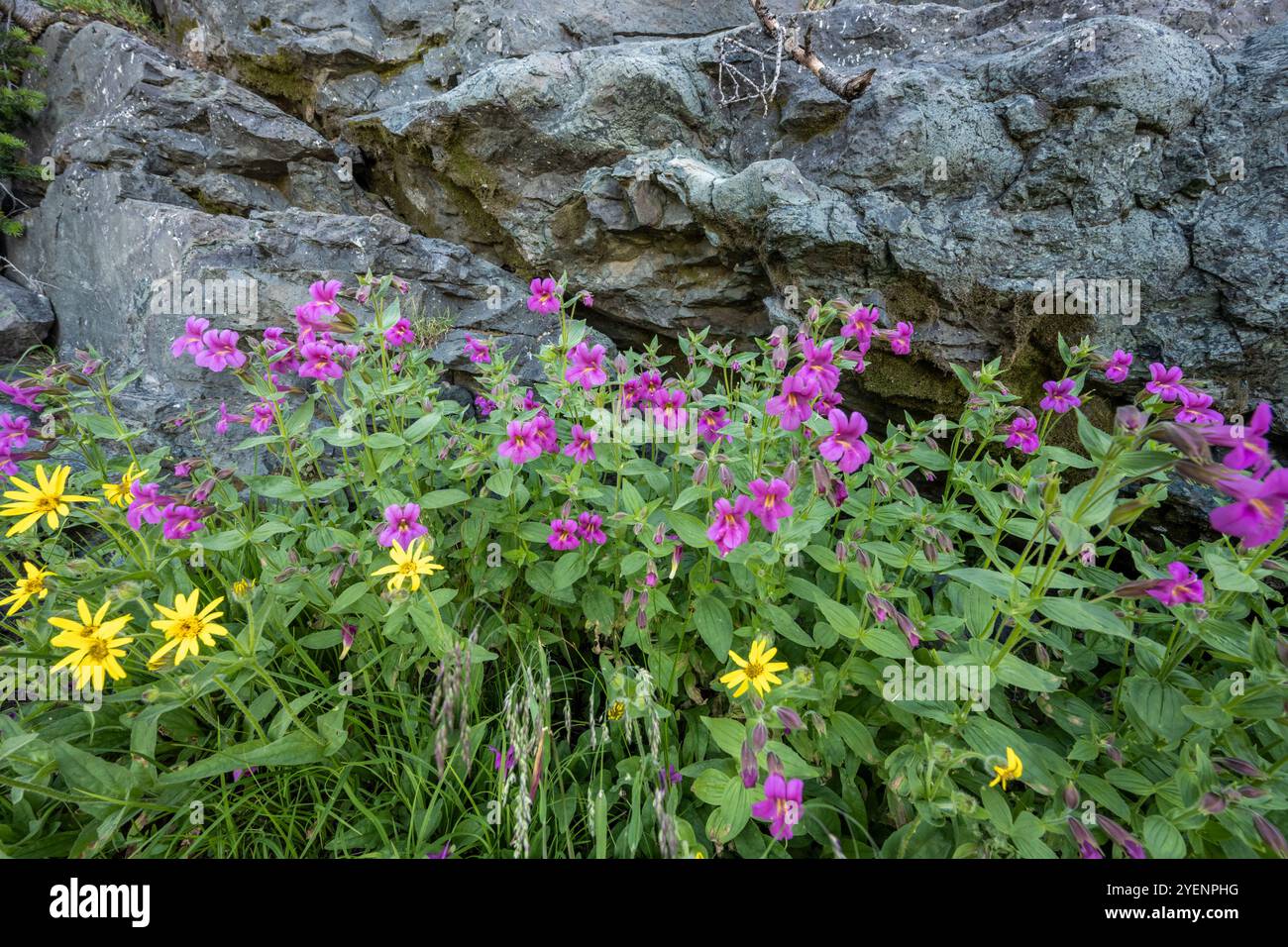 Monkeyflower rosa e Girasoli gialli a base of Rock nel Glacier Meadow Foto Stock