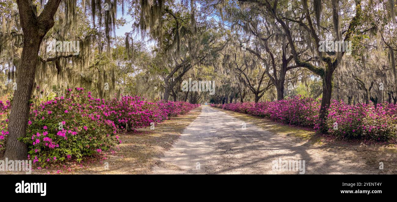 Avenue of Oaks e Azaleas, Bonaventure Cemetery, Savannah, Georgia, Stati Uniti Foto Stock