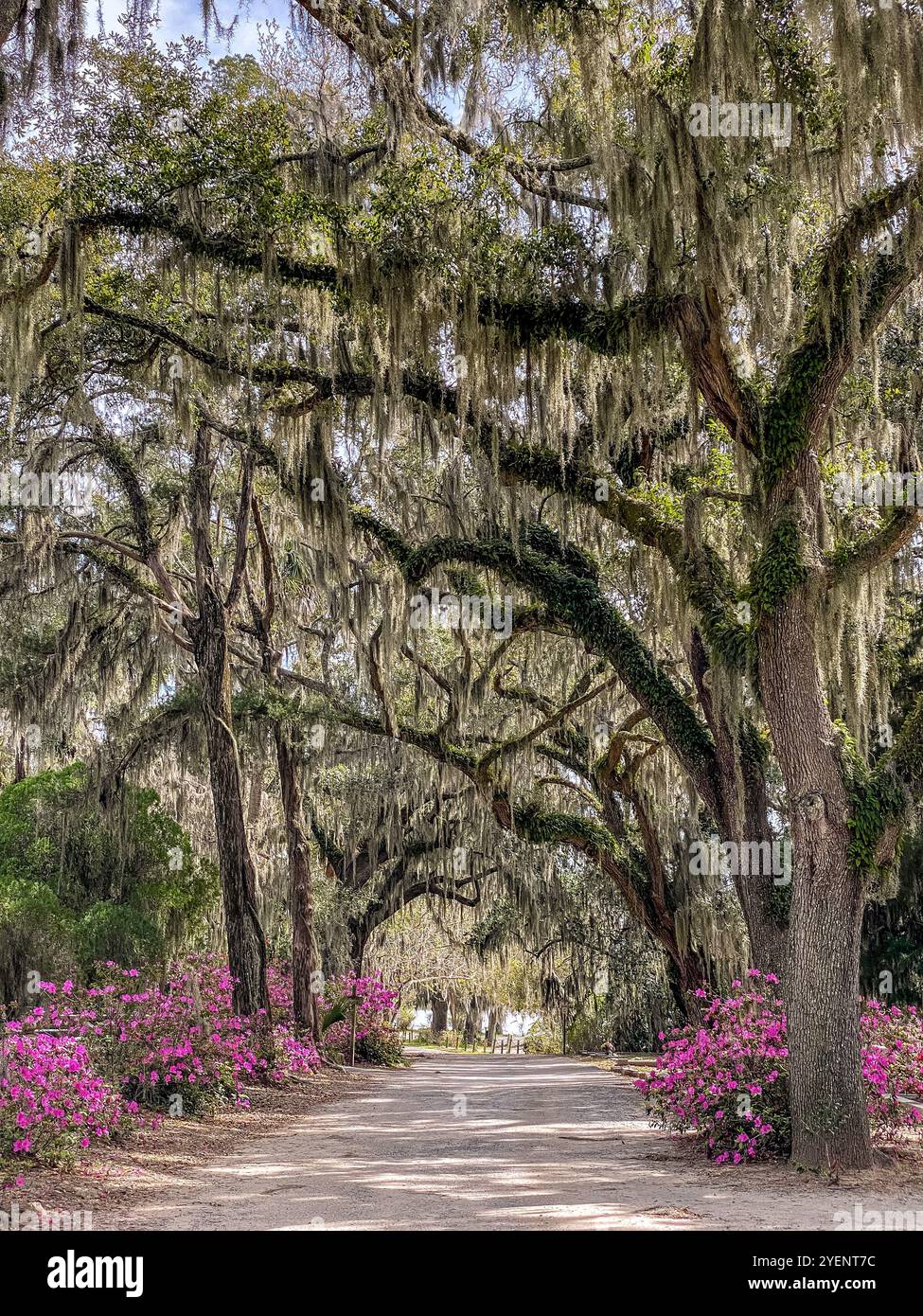 Avenue of Oaks e Azaleas, Bonaventure Cemetery, Savannah, Georgia, Stati Uniti Foto Stock