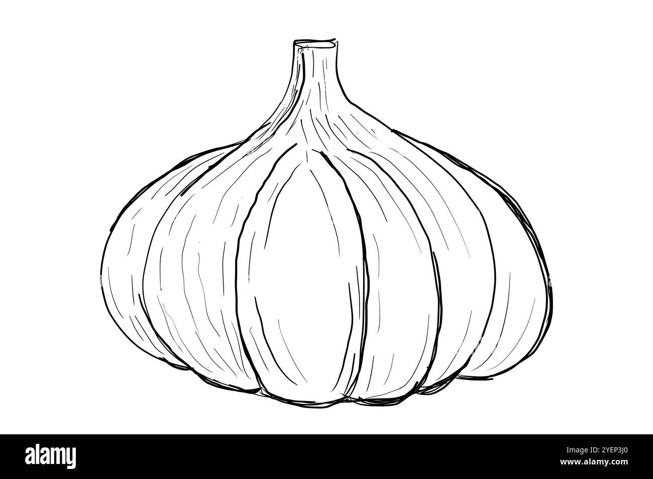 Icona dell'aglio disegnato a mano. badge di verdure in vecchio stile a inchiostro per brochure, striscioni, menu del ristorante e mercato. Elegante icona aglio - nero intenso Foto Stock