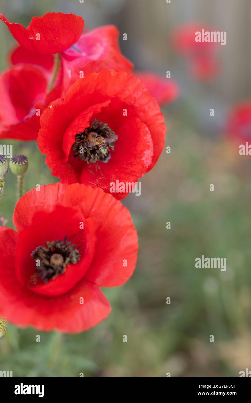 Vivaci papaveri rossi che fioriscono in giardino con la raccolta di polline. Natura, fiori, fiori, impollinazione, insetti, primavera Foto Stock