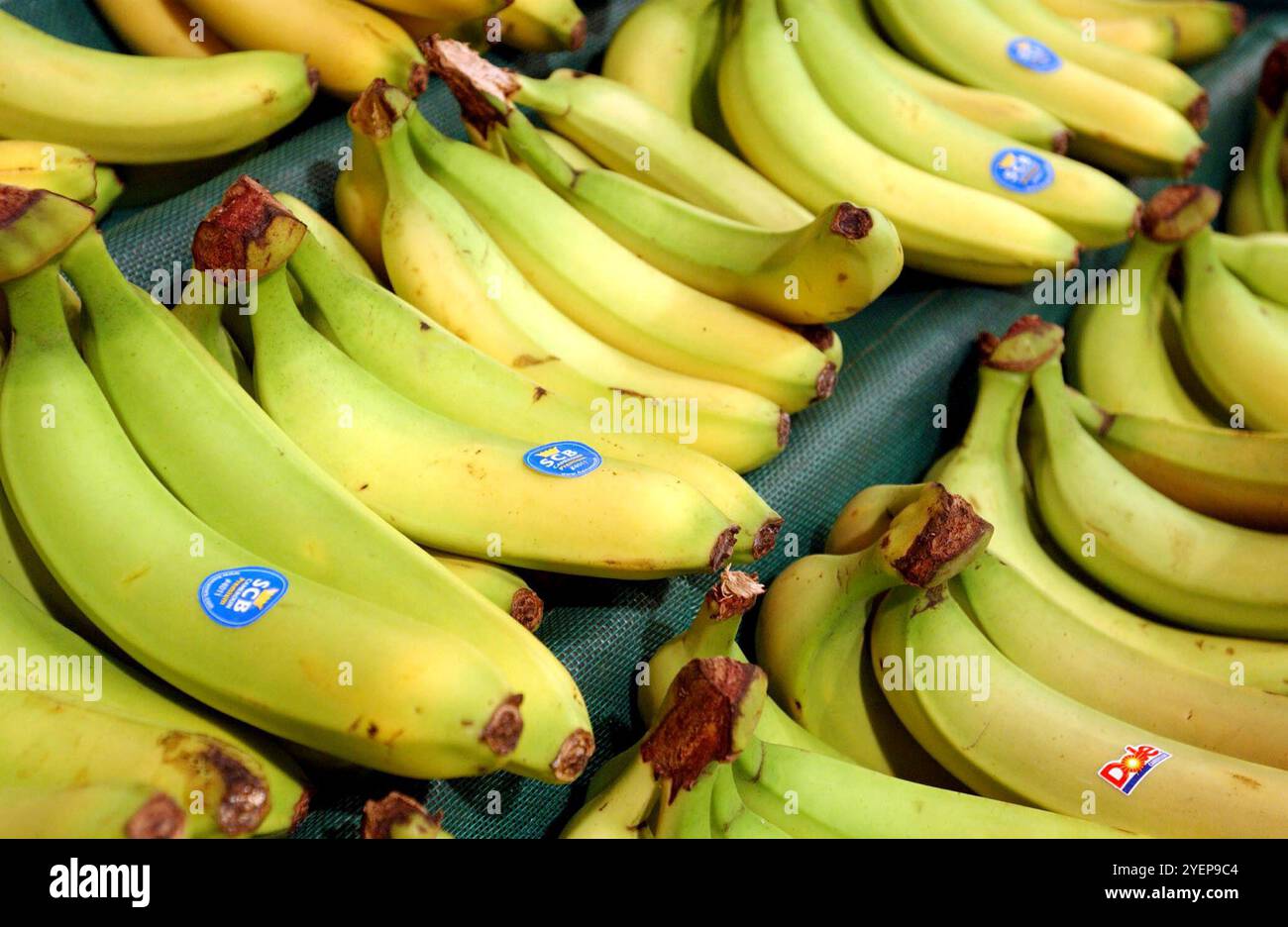 Foto del fascicolo del 05/01/03, delle banane esposte in un supermercato. I finanziamenti del Regno Unito hanno aiutato gli agricoltori che coltivano prodotti di base come banane, riso, tè e caffè ad adattarsi ai cambiamenti climatici, secondo l'analisi dell'unità di intelligence energetica e climatica (ECIU). Data di pubblicazione: Venerdì 1 novembre 2024. Foto Stock