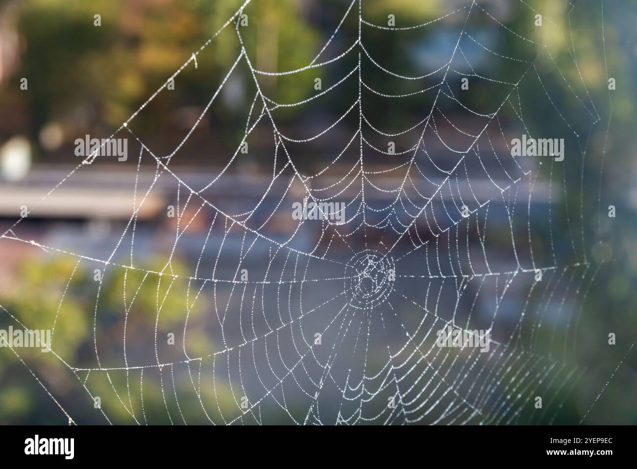 Una ragnatela coperta di rugiada brilla brillantemente mentre il sole del mattino illumina il fogliame circostante, mostrando il design intricato della natura. Foto Stock