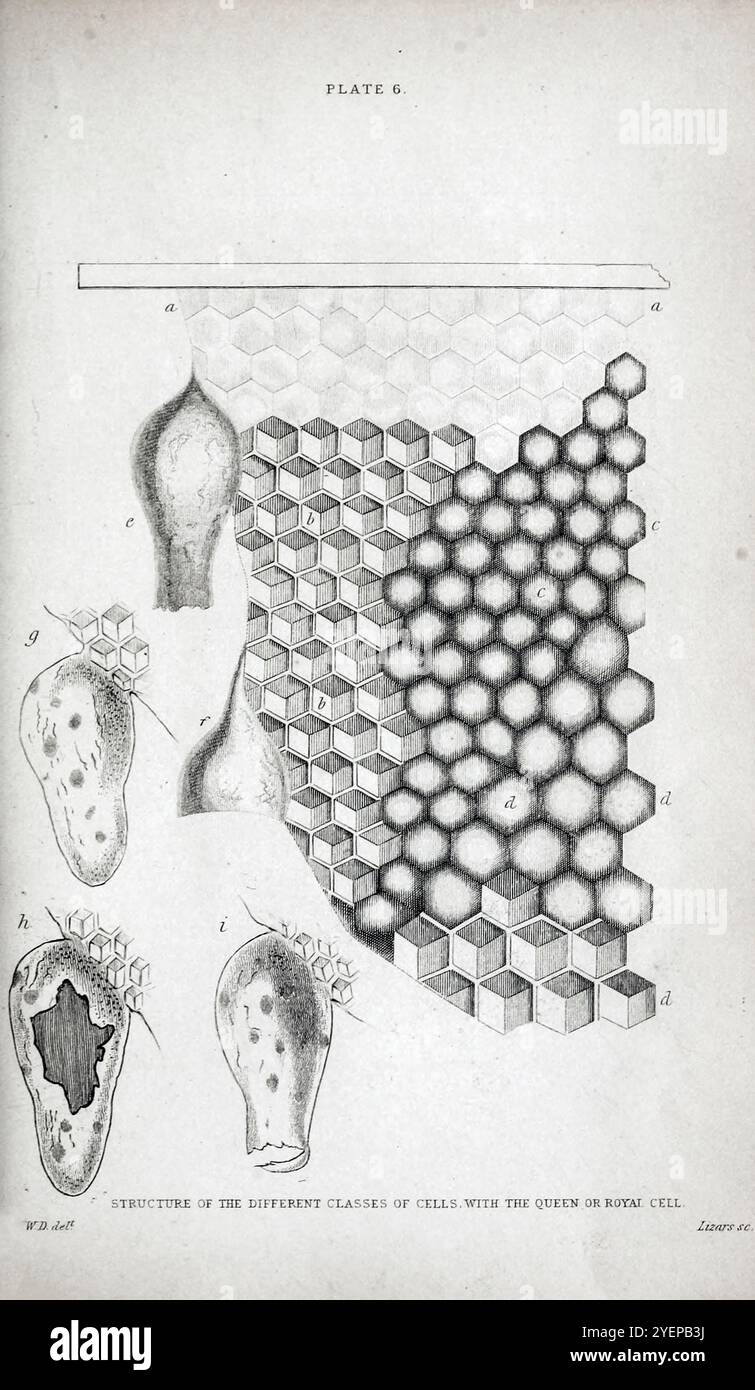 Struttura DELLE DIVERSE CLASSI DI CELLULE. CON LA CELLULA REGINA O REALE da " The Naturalist's Library " Entomology volume vi Bees di Jardine, William, Sir, 1800-1874 data di pubblicazione 1835 Foto Stock