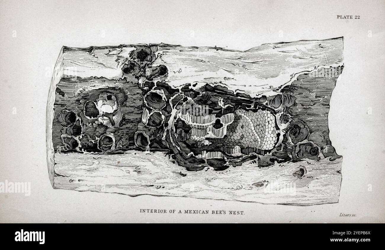 Interno di un nido di api messicane da " The Naturalist's Library " Entomology volume vi Bees di Jardine, William, Sir, 1800-1874 data di pubblicazione 1835 Foto Stock