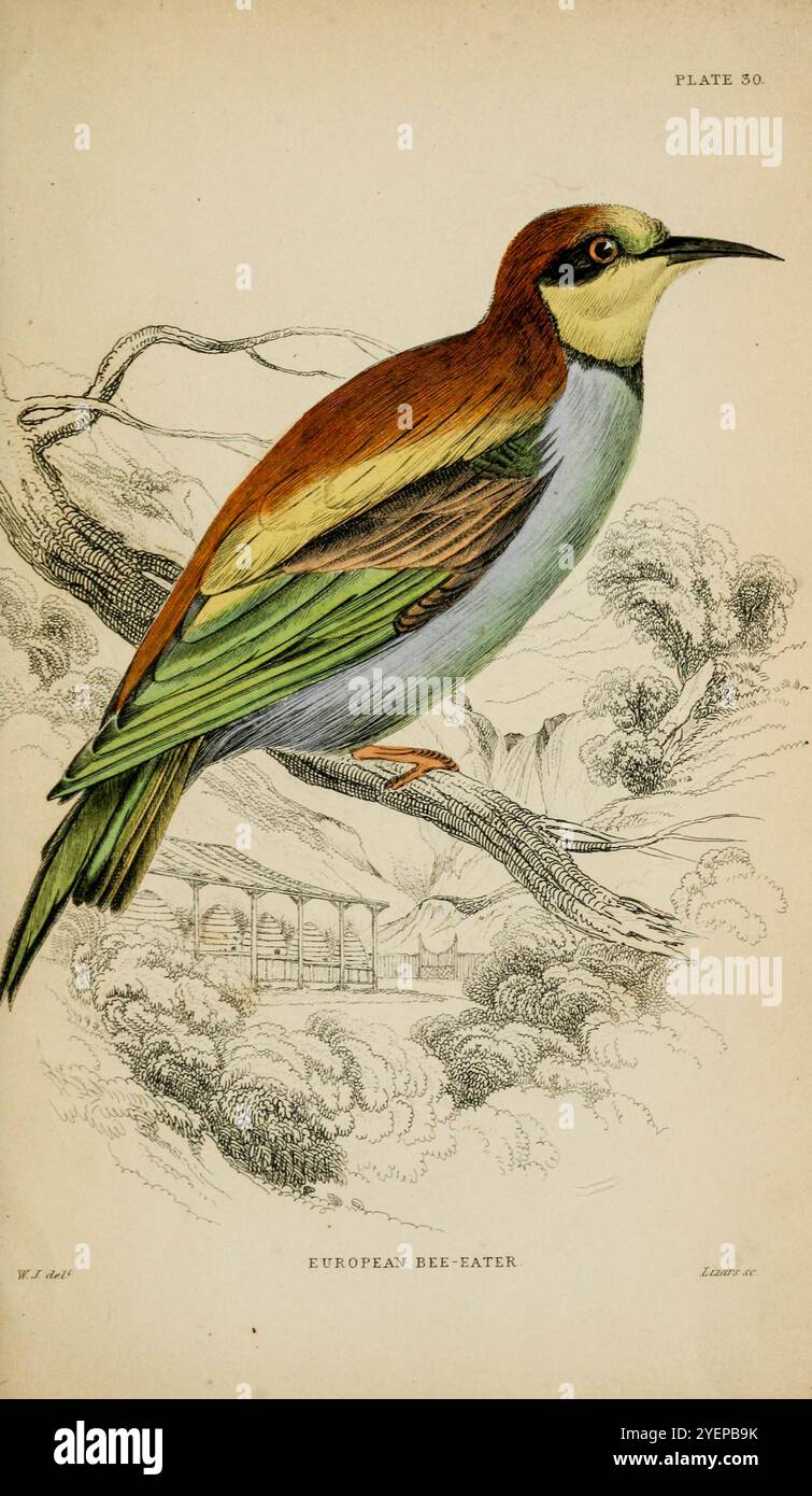 European bee-Eater (Merops apiaster) da " The Naturalist's Library " Entomology volume vi Bees di Jardine, William, Sir, 1800-1874 data di pubblicazione 1835 Foto Stock