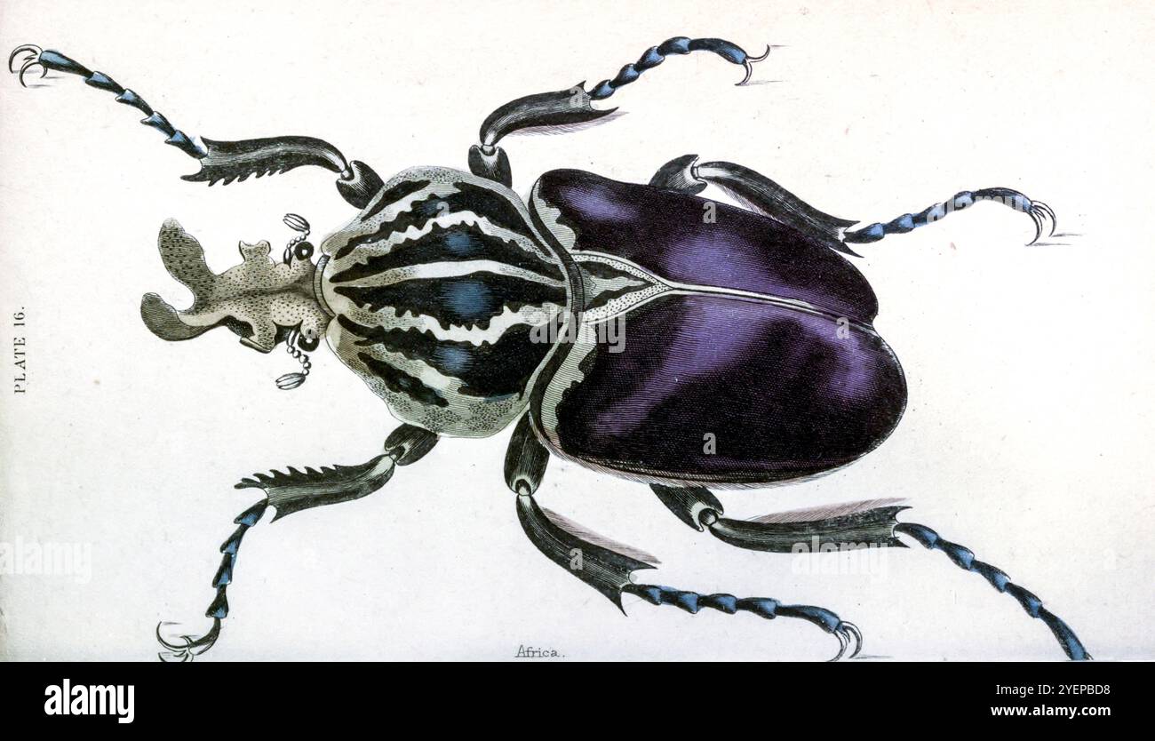 Coleottero Golia, Goliathus goliatus [qui come Goliathus magnus]. Incisione in acciaio colorato a mano di William Lizars da Beetles di Duncan, James, 1804-1861 data di pubblicazione 1846 Foto Stock