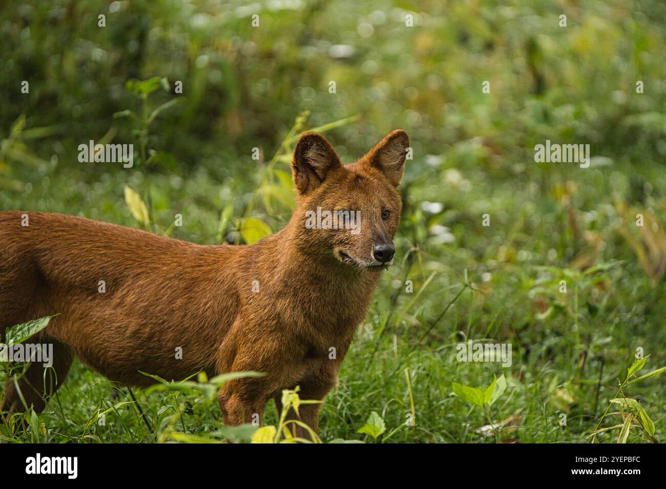 Primo piano : l'inafferrabile buco indiano, conosciuto anche come il cane selvatico asiatico, si aggira attraverso le fitte foreste dell'India Foto Stock