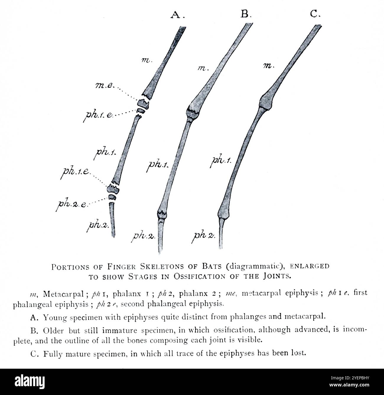 PORZIONI DI SCHELETRI DI DITA DI PIPISTRELLI (DIAGRAMMATICA), INGRANDITE PER MOSTRARE LE FASI DI OSSIFICAZIONE DELLE ARTICOLAZIONI. Illustrato da Edward Adrian Wilson, 1872-1912 dal libro ' A history of British mammals' V1 - Bats di Gerald Edwin Hamilton Barrett-Hamilton, pubblicato nel 1910 da Gurney e Jackson Foto Stock