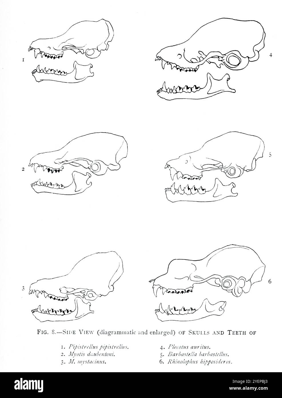 TESCHI E DENTI DI PIPISTRELLI illustrati da Edward Adrian Wilson, 1872-1912 dal libro ' A history of British mammals' V1 - Bats di Gerald Edwin Hamilton Barrett-Hamilton, pubblicato nel 1910 da Gurney e Jackson Foto Stock