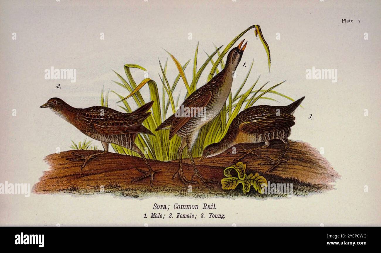 Sora o common rail (Porzana carolina). Dalla Pennsylvania Bird Life; un manuale degli uccelli della Pennsylvania; trattando in particolare il loro cibo, da esami di diverse migliaia di stomaci, realizzati in tutte le stagioni dell'anno, con descrizioni degli uccelli, dei loro nidi, uova e abitudini di Warren, Benjamin Harry, 1858-1926 data di pubblicazione 1892 Foto Stock