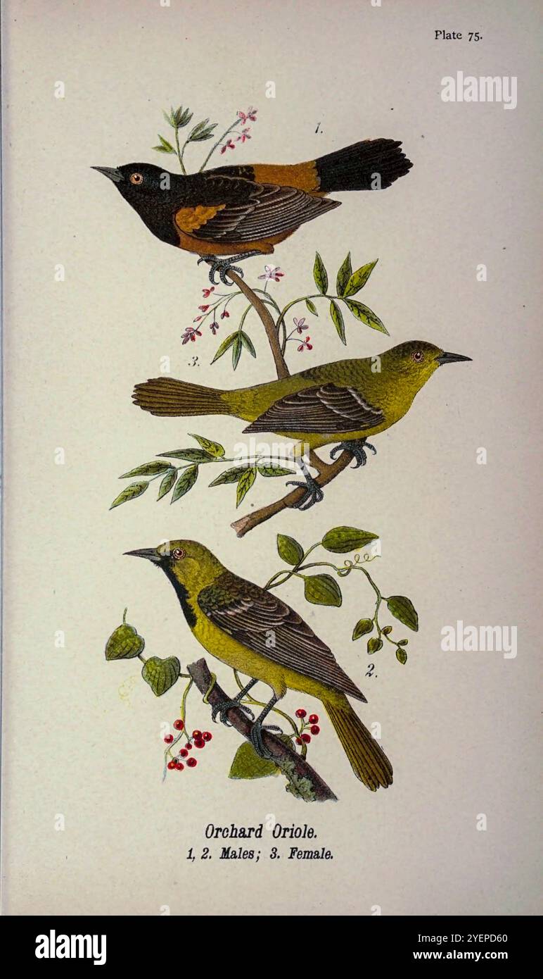 orchard oriole (Icterus spurius) dalla Pennsylvania Bird Life; un manuale degli uccelli della Pennsylvania; trattando in particolare il loro cibo, da esami di diverse migliaia di stomaci, fatti durante tutte le stagioni dell'anno, con descrizioni degli uccelli, dei loro nidi, uova e abitudini di Warren, Benjamin Harry, 1858-1926 data di pubblicazione 1892 Foto Stock