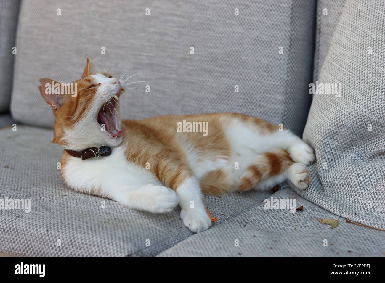 Zenzero e gatto bianco sdraiati su una sedia morbida e sbadiglio Foto Stock