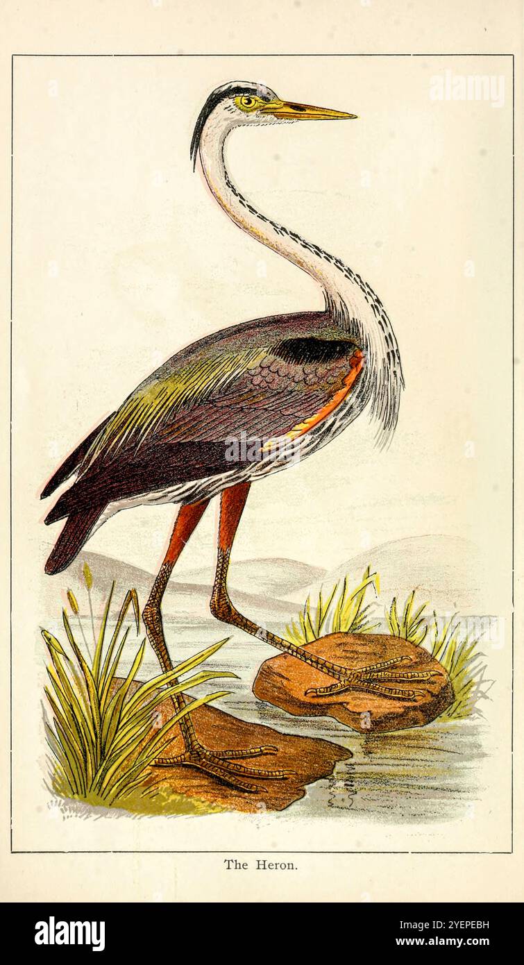 Great Blue Heron (Ardea herodias) illustrazione da ' alcuni uccelli e mammiferi che distruggono pesci e gioco ' di Warren, Benjamin Harry, 1858-1926 data di pubblicazione 1897 Foto Stock