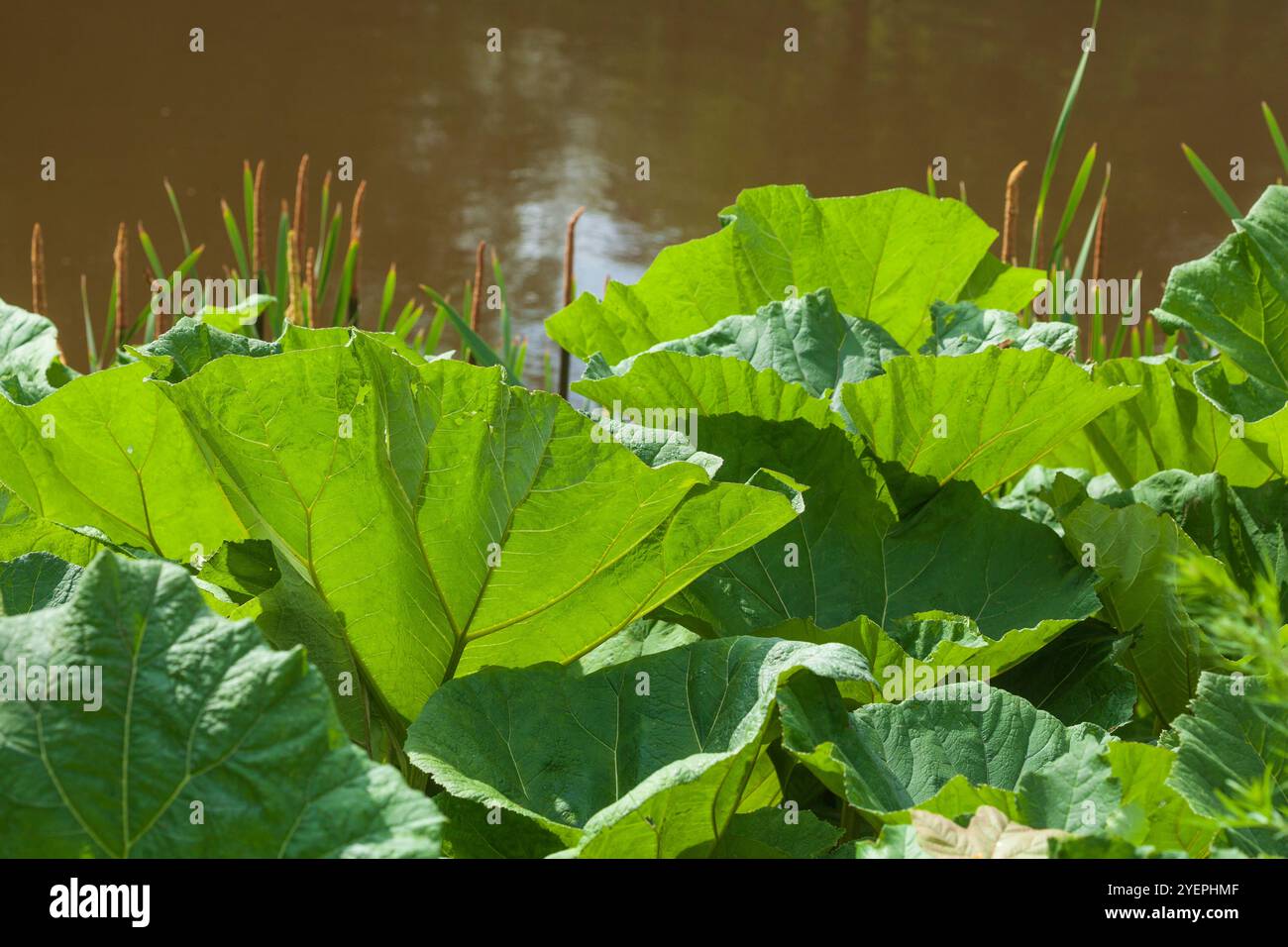 Foglie di mammut o rabarbaro gigante (Gunnera manicata) in un corpo d'acqua, Germania Foto Stock