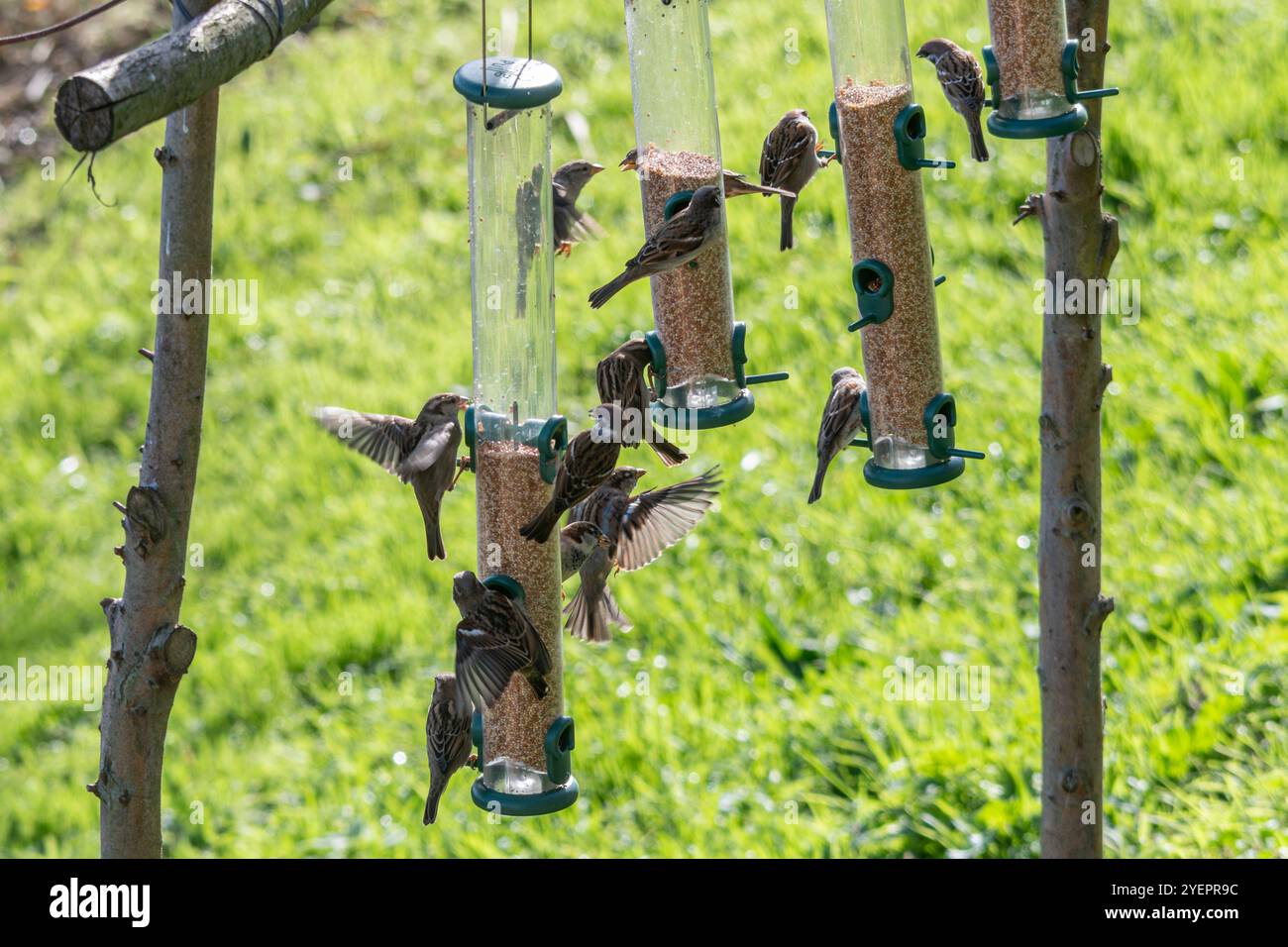 Stormo di passeri domestici e passeri per alberi su mangiatoie per uccelli presso il WWT Welney Wetland Centre, West Norfolk, Inghilterra, Regno Unito Foto Stock