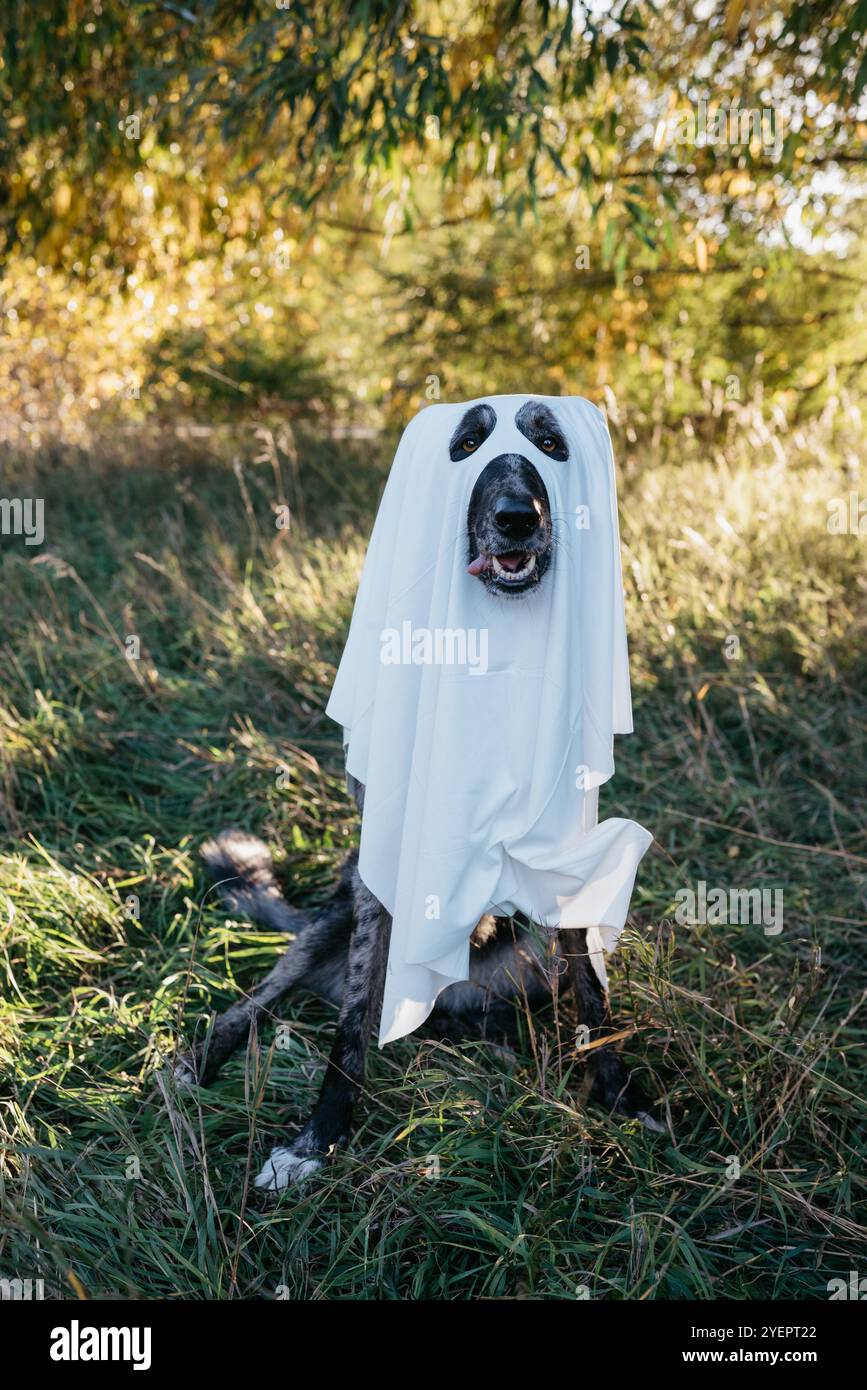 Cane che indossa un costume da fantasma Foto Stock