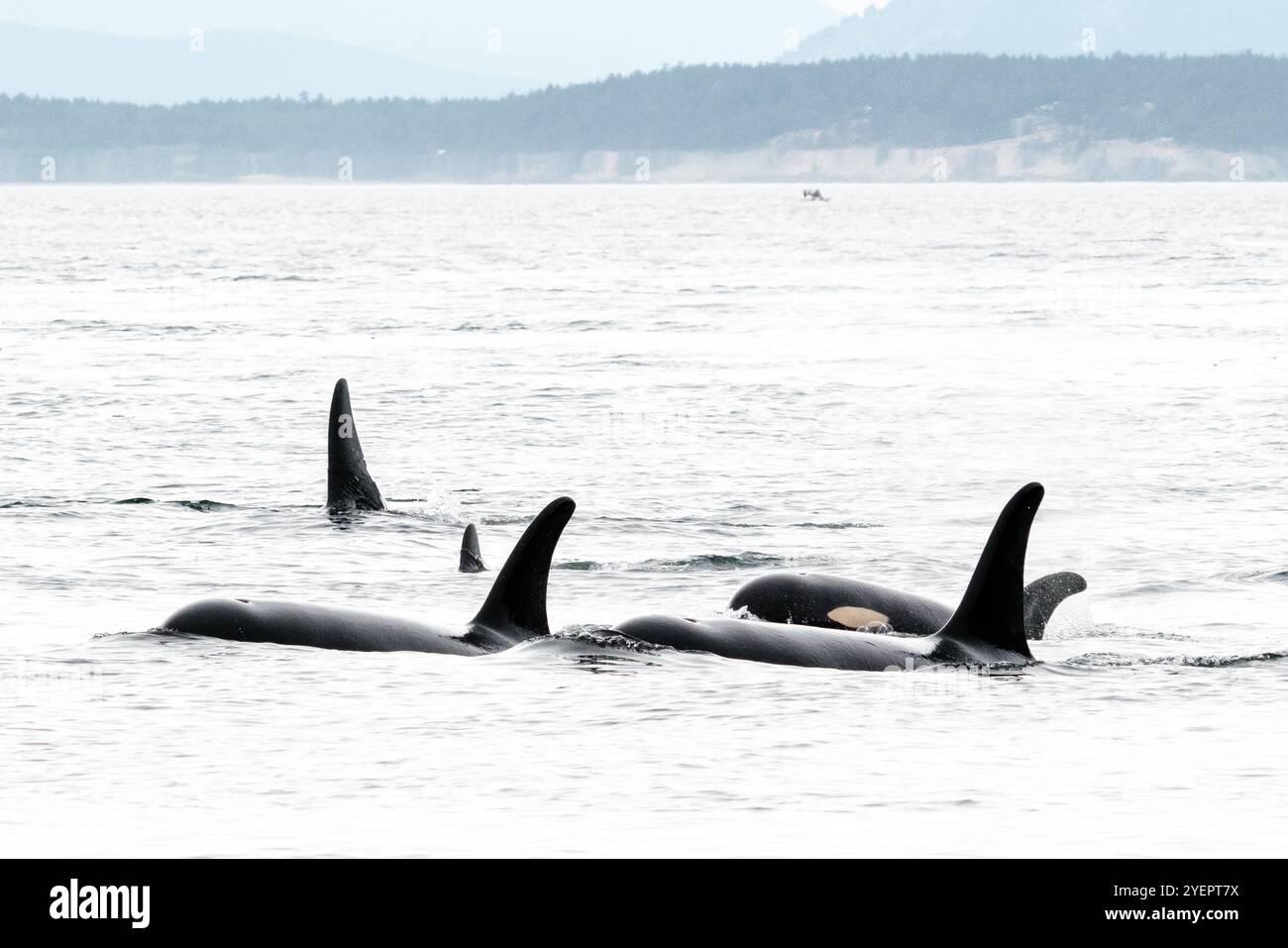 Balene Killer residenti del sud in pericolo nello stato di Washington Foto Stock