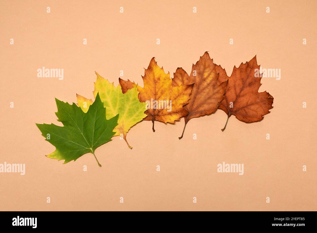 Trasformazione del colore delle lamelle. Dal verde al marrone Foto Stock