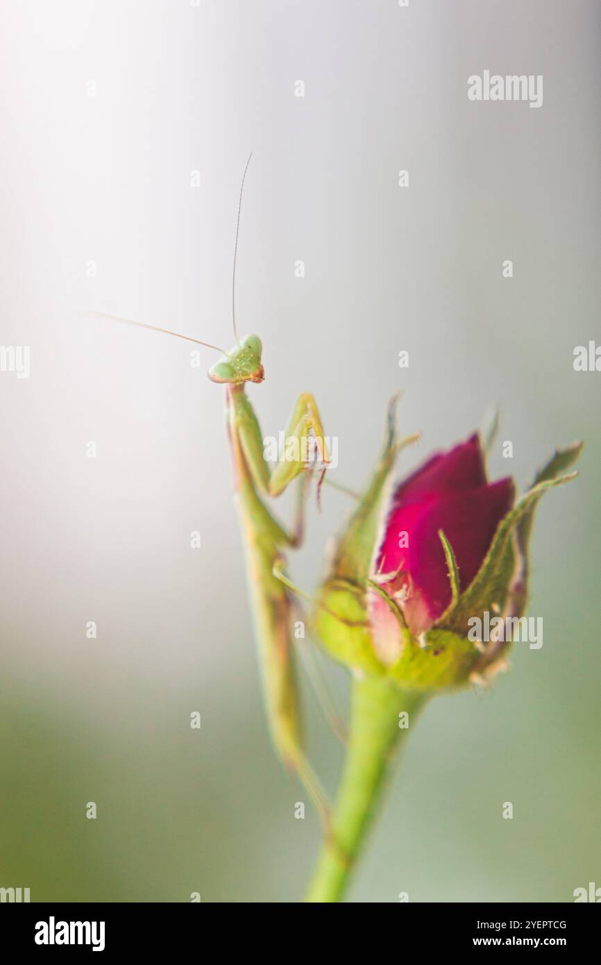 mantide di preghiera verde seduta su un bocciolo di rosa rosa Foto Stock