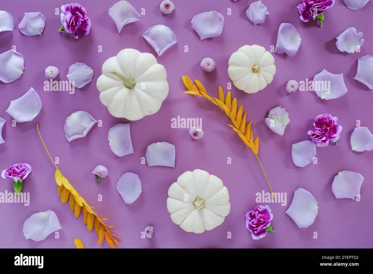 Vista dall'alto di zucche bianche, petali viola e foglie gialle Foto Stock