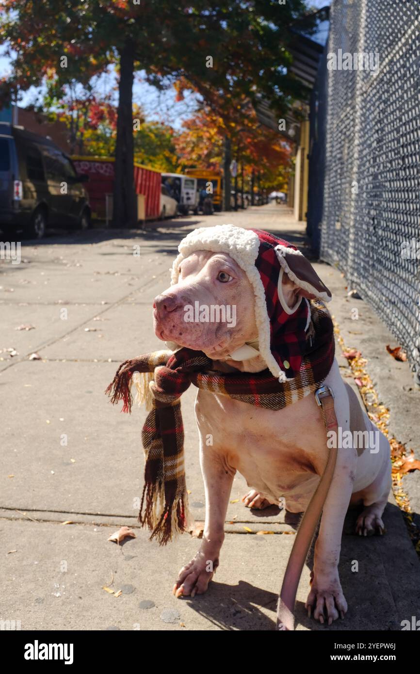 White Pit Bull seduto sul marciapiede con cappello trapper e sciarpa Foto Stock