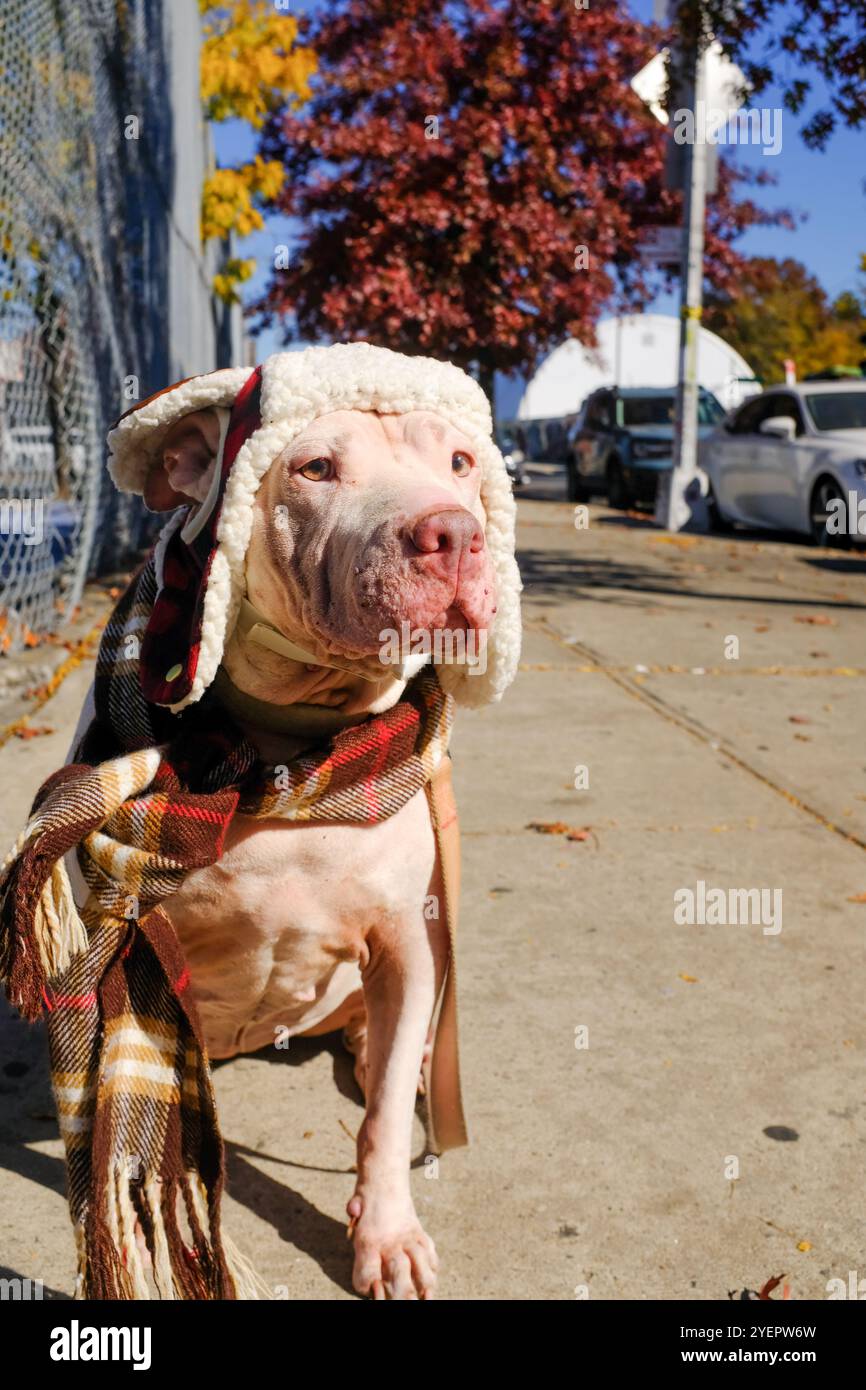 White Pit Bull Dog vestito in costume autunnale Foto Stock