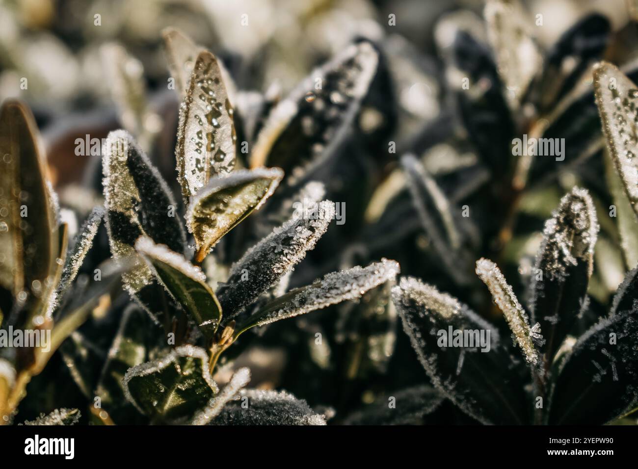 piccole foglie verdi ricoperte di gelo Foto Stock