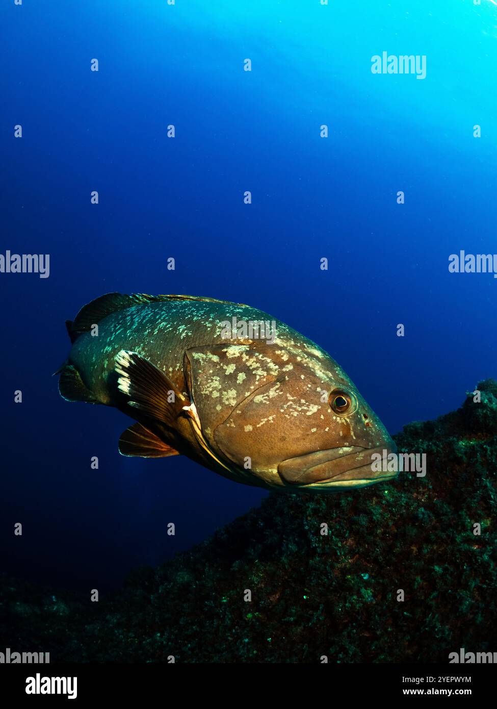 Primo piano della grotta di Dusky Epinephelous marginatus nel Mar Mediterraneo Foto Stock
