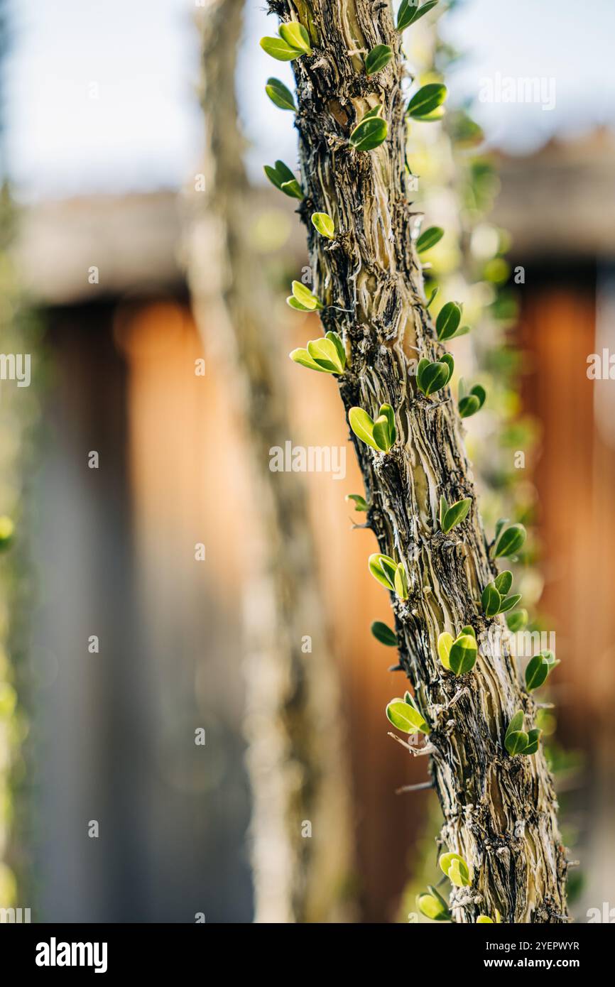 Primo piano del fusto vegetale con piccole foglie verdi emergenti Foto Stock