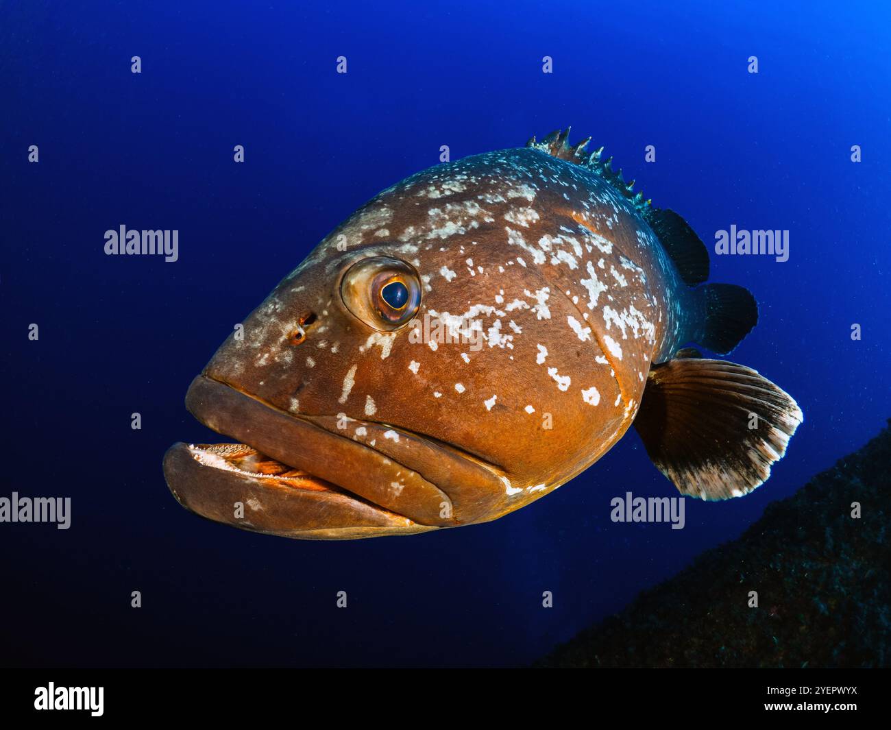 Primo piano della grotta di Dusky Epinephelous marginatus nel Mar Mediterraneo Foto Stock