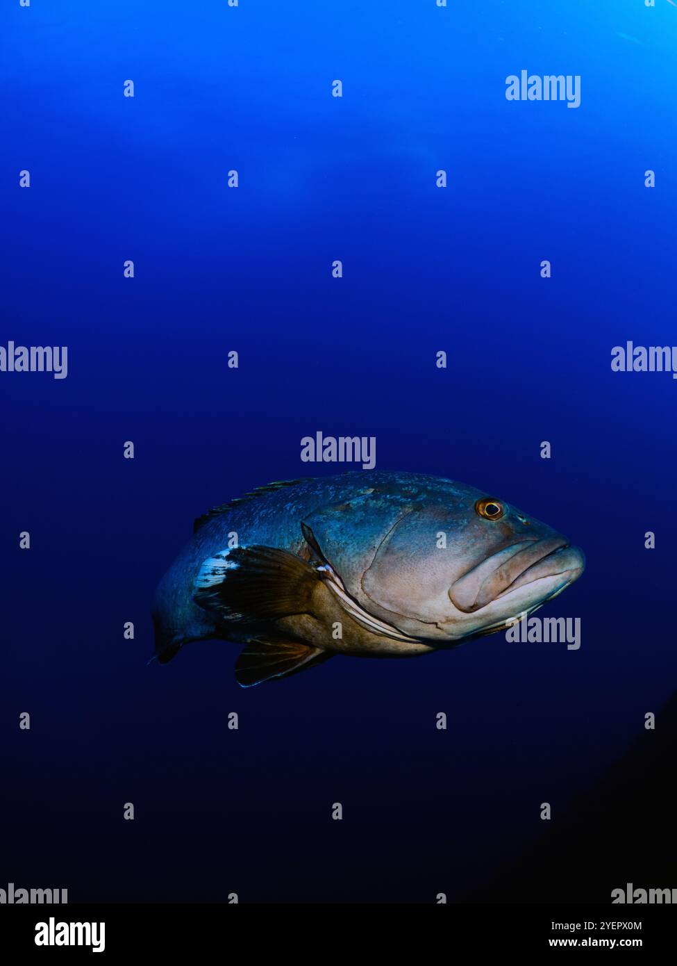 Primo piano della grotta di Dusky Epinephelous marginatus nel Mar Mediterraneo Foto Stock