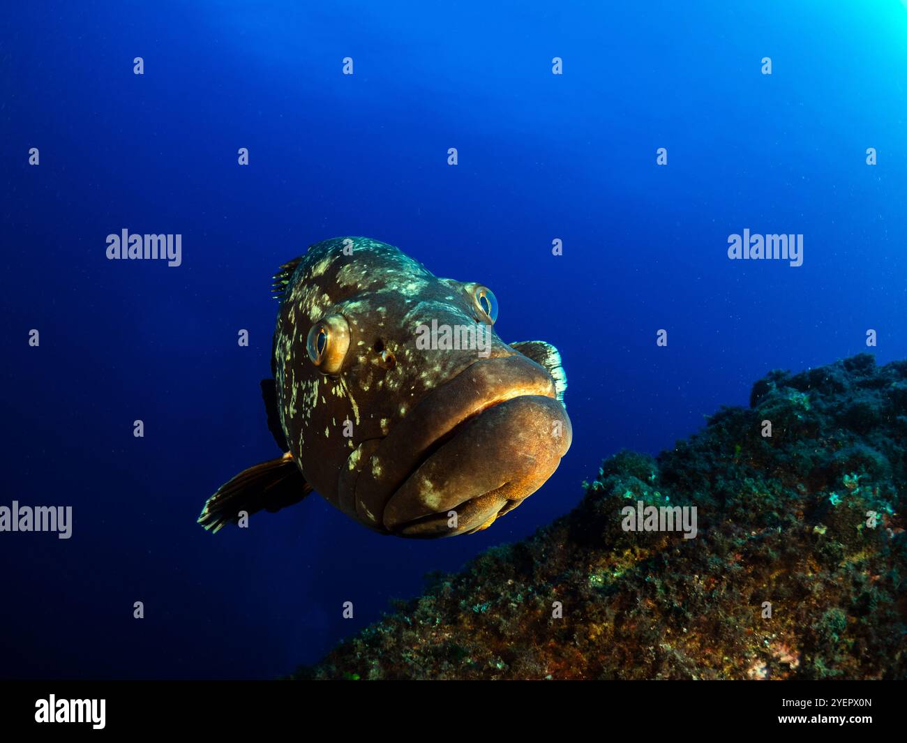 Primo piano della grotta di Dusky Epinephelous marginatus nel Mar Mediterraneo Foto Stock