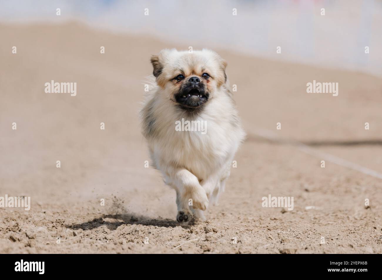 Corso di richiamo da corsa tibetano purosangue e spaniel, Sprint Dog Sport Foto Stock
