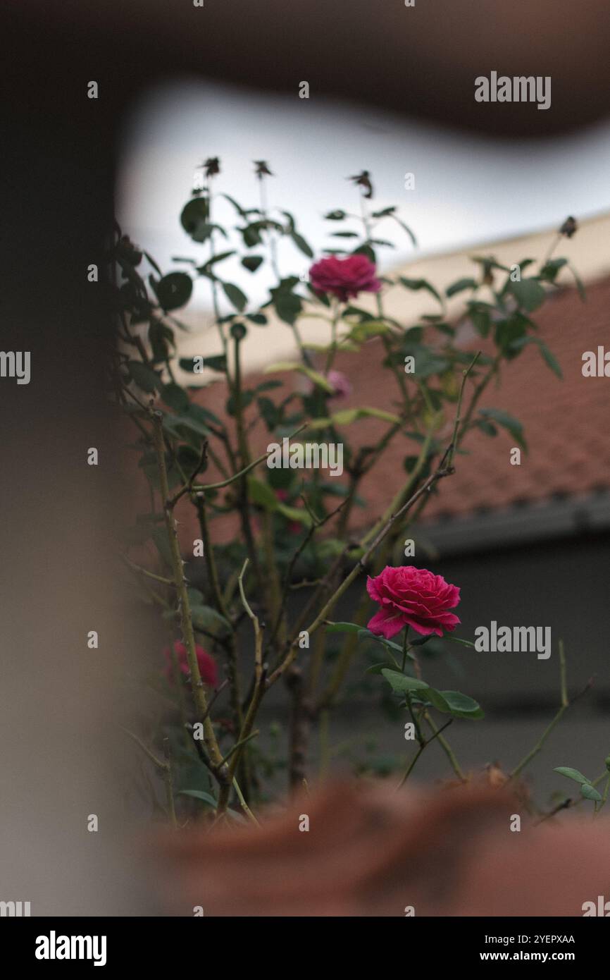 Rose rosa che sbocciano su uno sfondo sfocato nella V di Belgrado Foto Stock