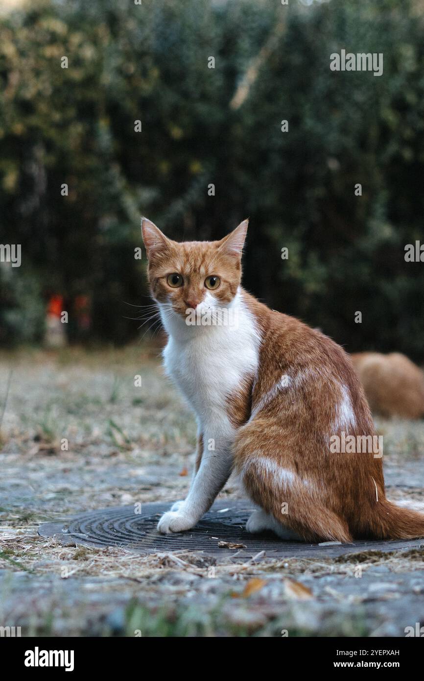 Curioso gatto bianco e arancione seduto all'aperto a Belgrado Foto Stock